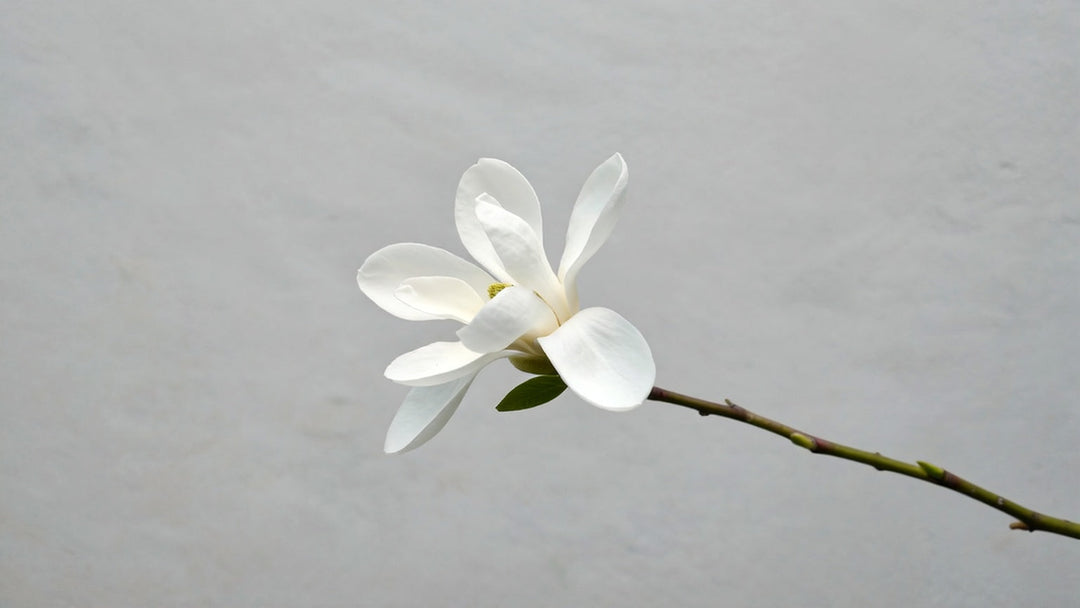 Trädgård & Utomhus