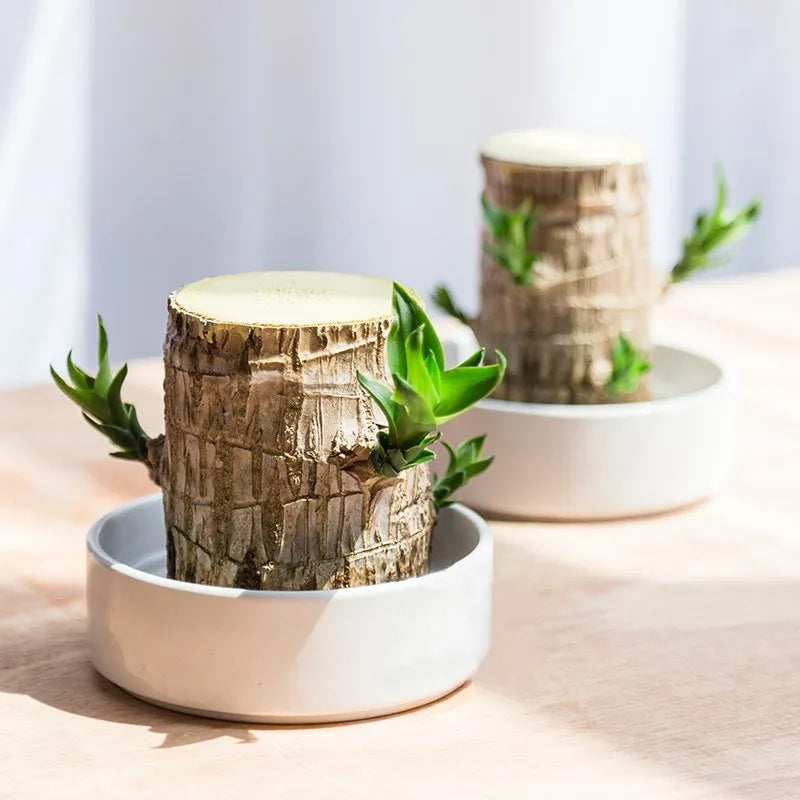 "Elegant terrarium med Lucky Wood-växt, luftrenande och stressreducerande, perfekt för harmoniskt heminredning enligt Feng Sh