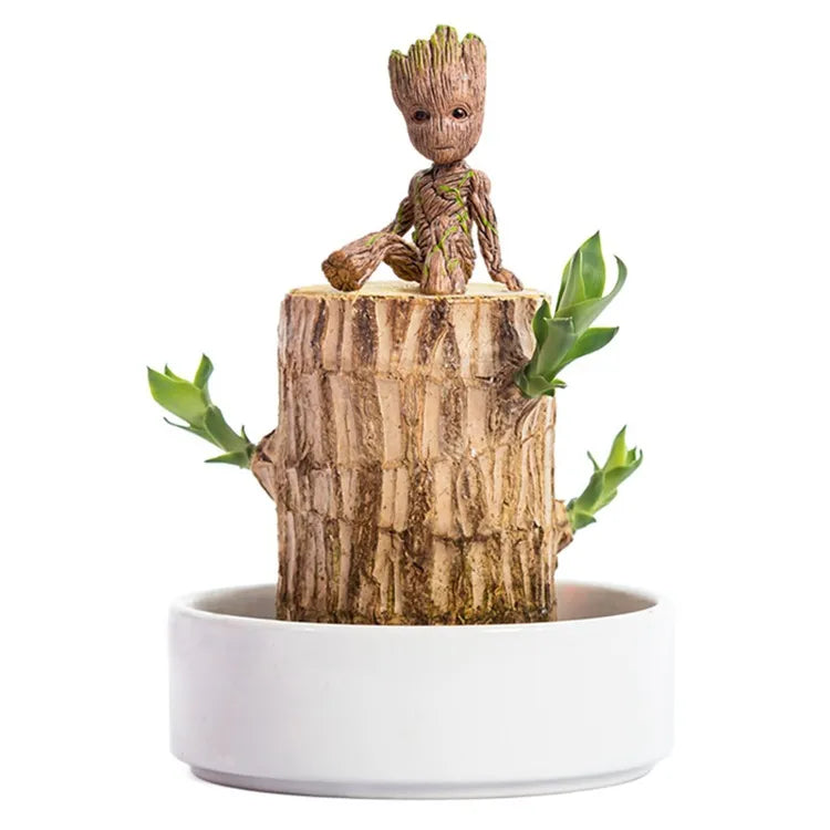 "Elegant terrarium med Lucky Wood-växt, luftrenande och stressreducerande, perfekt för harmoniskt heminredning enligt Feng Sh