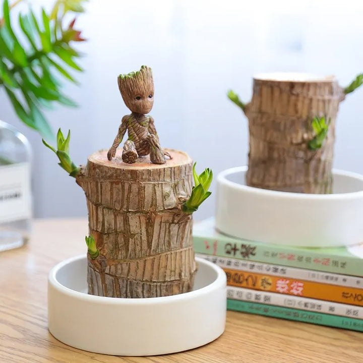 "Elegant terrarium med Lucky Wood-växt, luftrenande och stressreducerande, perfekt för harmoniskt heminredning enligt Feng Sh