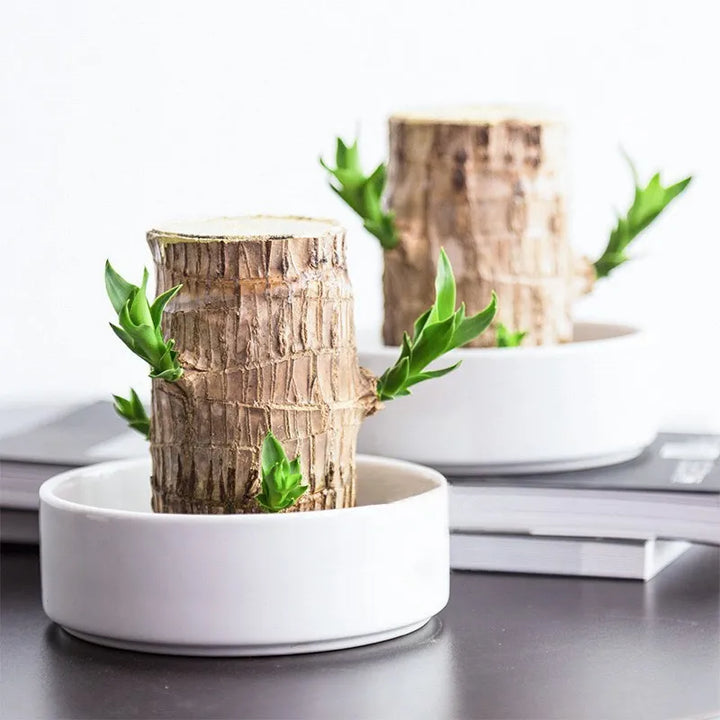 "Elegant terrarium med Lucky Wood-växt, luftrenande och stressreducerande, perfekt för harmoniskt heminredning enligt Feng Sh