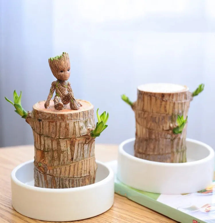 "Elegant terrarium med Lucky Wood-växt, luftrenande och stressreducerande, perfekt för harmoniskt heminredning enligt Feng Sh