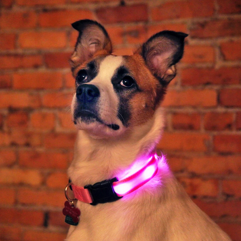 "Färgglatt LED hundhalsband, stark belysning för nattpromenader, justerbart, bekvämt för hundens säkerhet och synlighet."