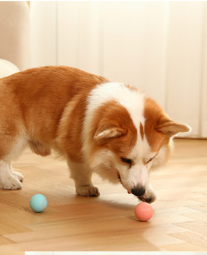 Husdjursboll för katt och hund, elektrisk och självständig lek