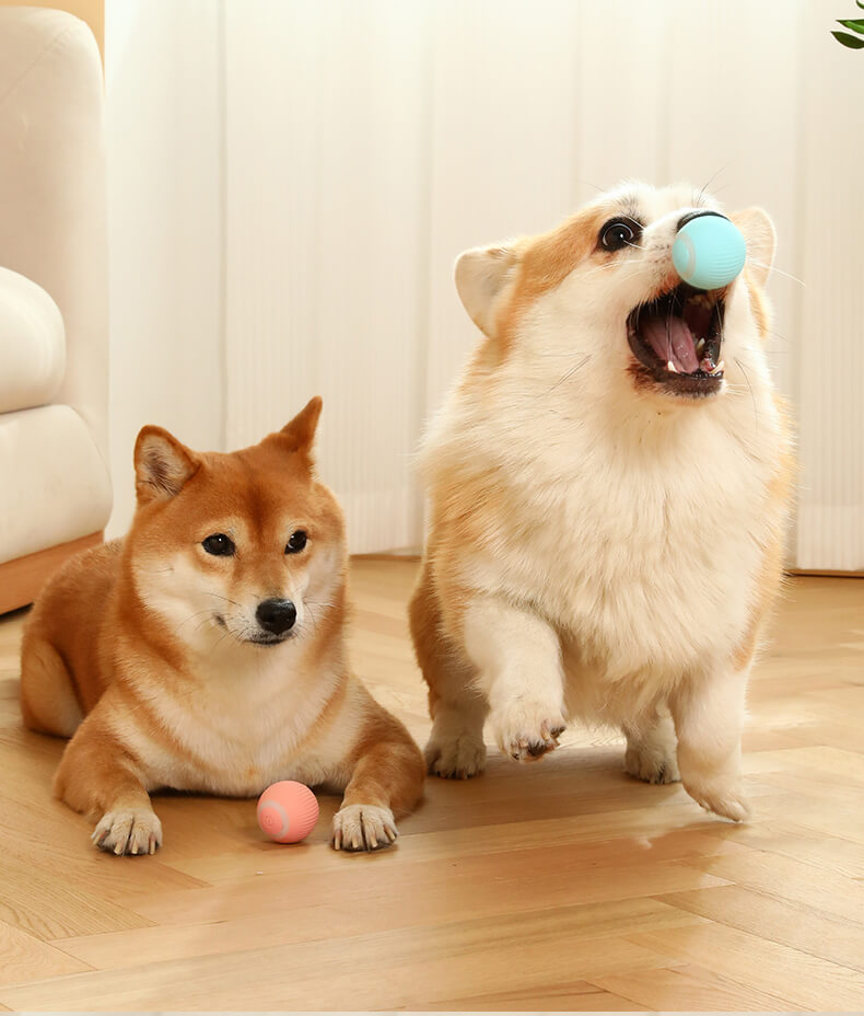 Modern smart rullboll, automatisk rörelse lockar till lek för husdjur