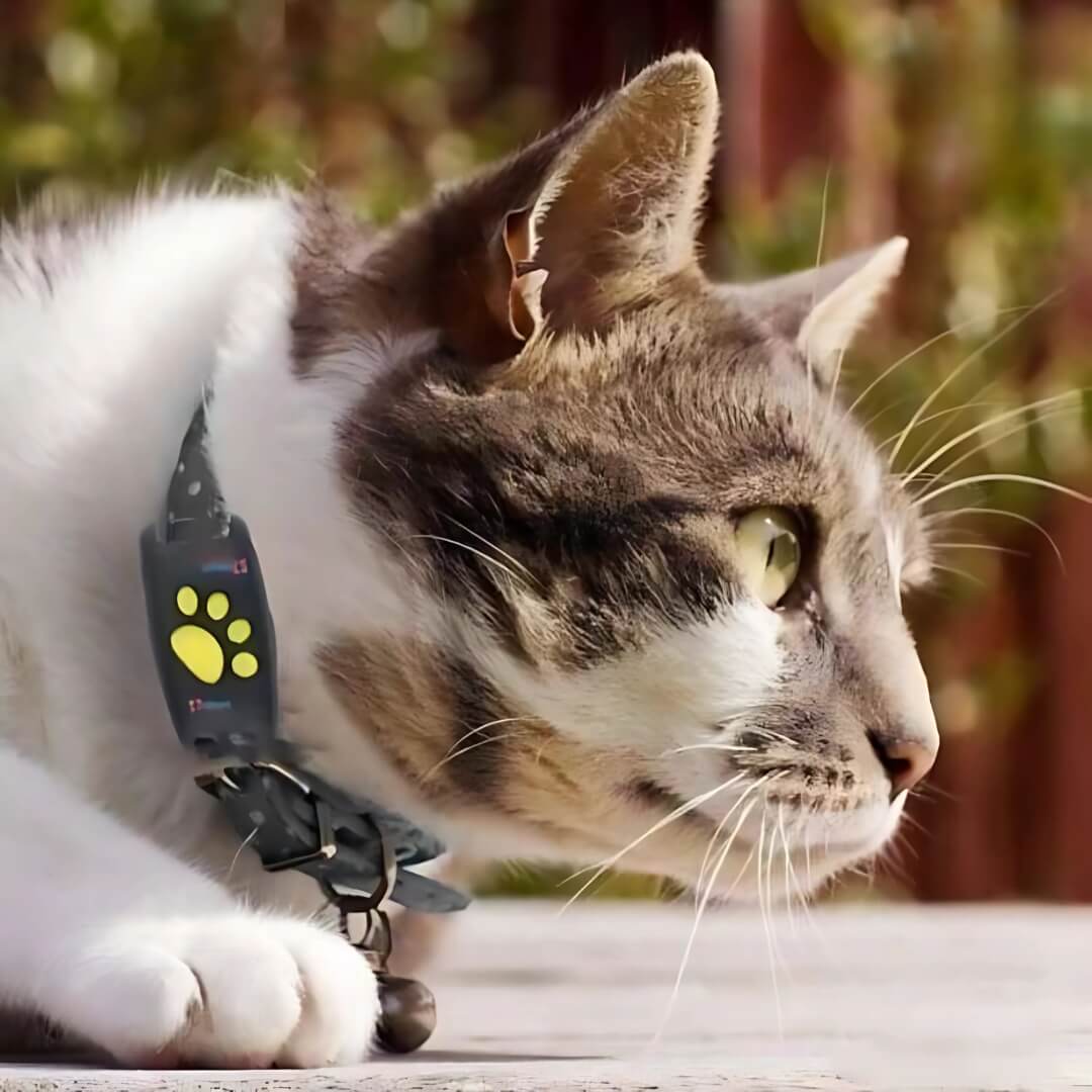 "Lätt och vattentät GPS-tracker för katter, kompakt med justerbart halsband samt realtidsappanslutning."