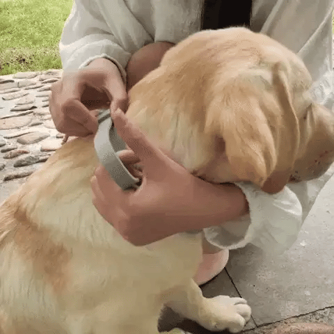 "Naturligt fästinghalsband för hund och katt, effektivt skydd, stilrent designat med pepparmynta och lavendel"