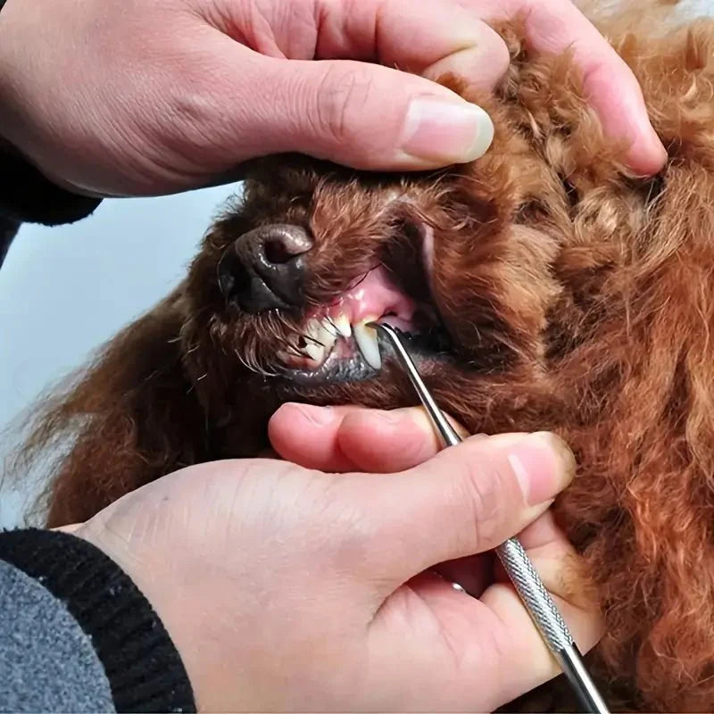 "Tandstensskrapa 3 set för hund & katt, enkel tandvård hemma, säker rengöring för husdjurs tänder."