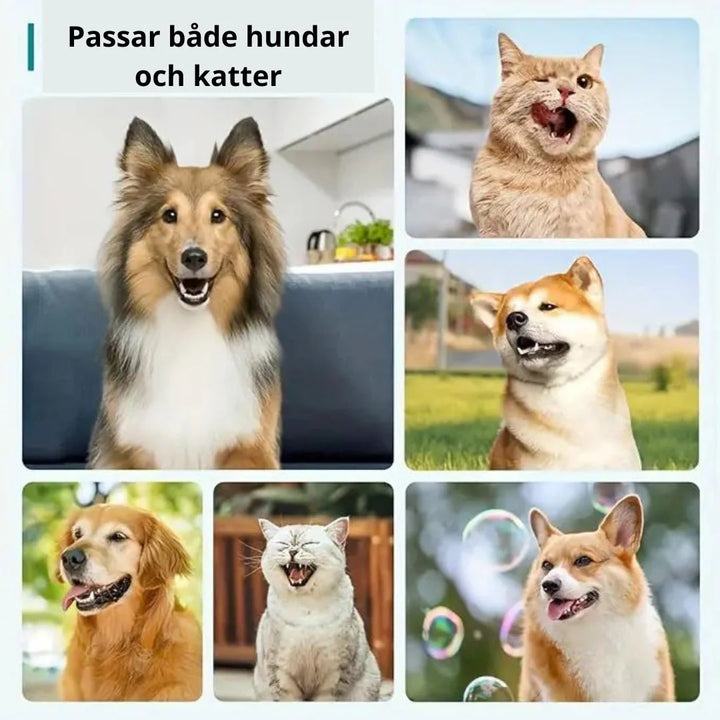 "Tandstensskrapa 3 set för hund & katt, enkel tandvård hemma, säker rengöring för husdjurs tänder."
